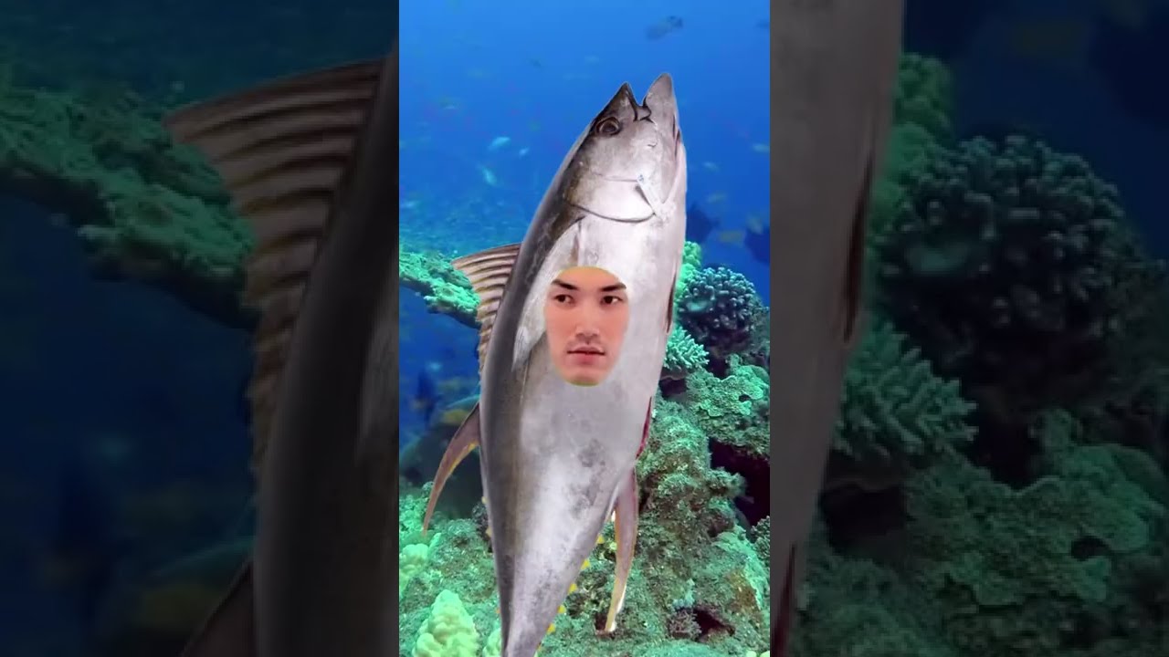 Joshua Rude Fish The everyday life of fish - Crooked Judges